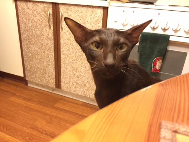 Котовторник 27.01.2015