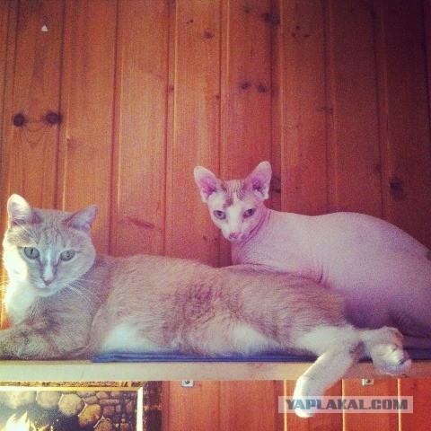 Котовторник 12.03.13