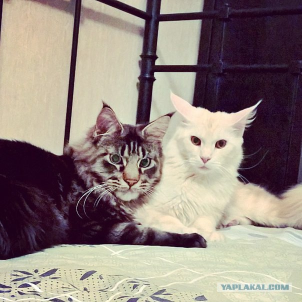 Котовторник  27.10.2015