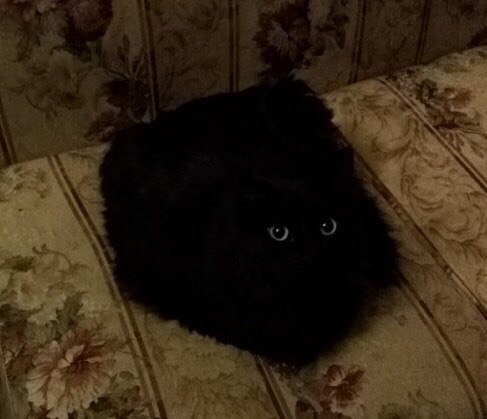 Котовторник