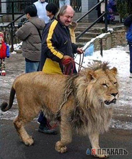 Кошки и Собаки - большая подборка