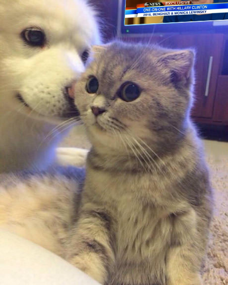 Картинки из ваших интернетов, 18+