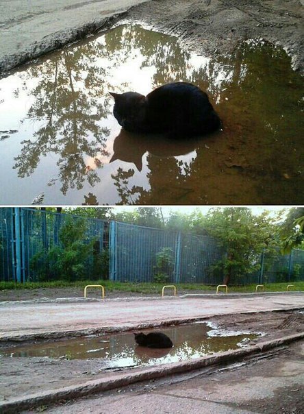 Мохнатые беспредельщики