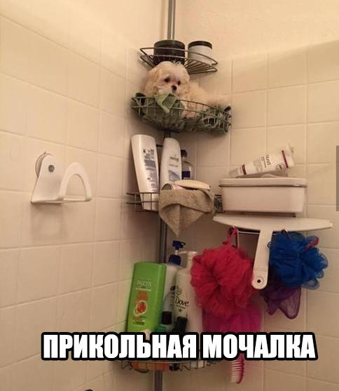 Прикольные животные