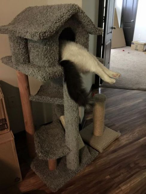 Коты из сети