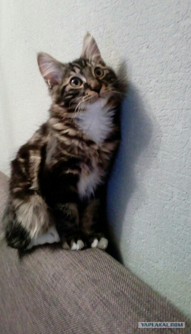 19 шикарных кошек, которые стоят целое состояние