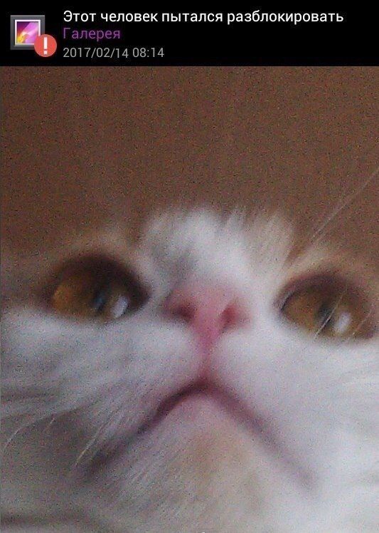 Коты и Кошки