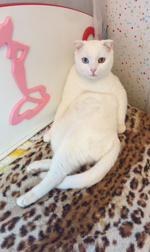 Коты и Кошки