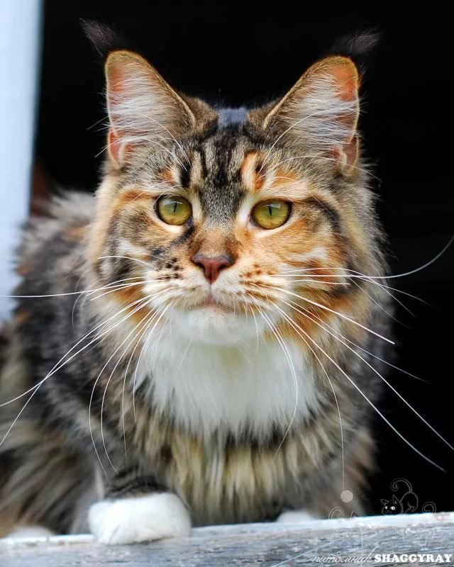 Коты и Кошки