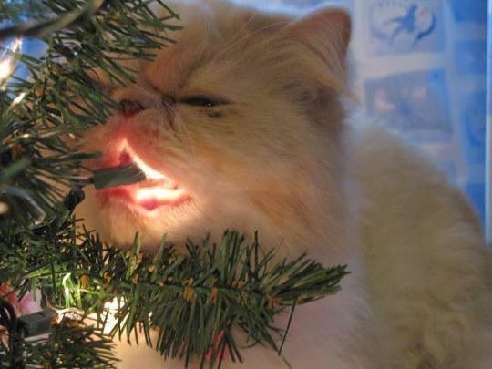 Коты и Кошки