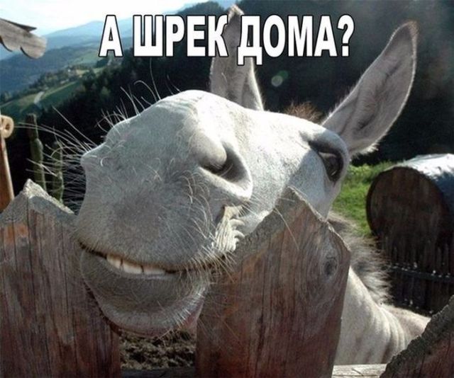 Живность из сети