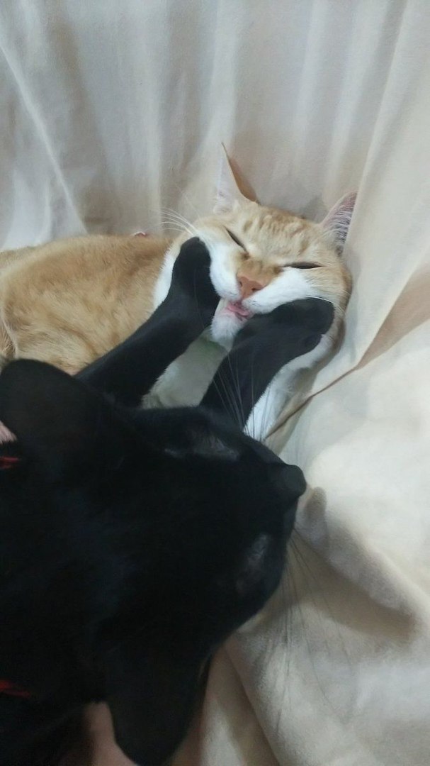 Фотобомбы котов