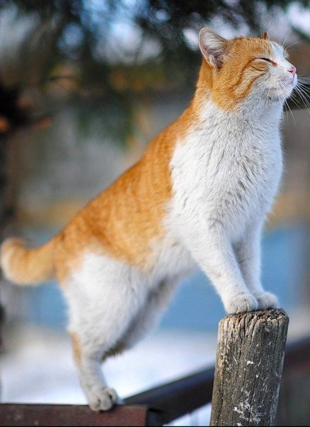 Фотобомбы котов