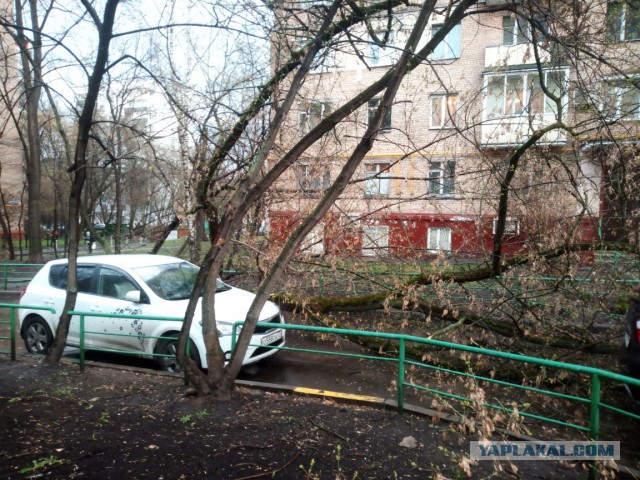 В Москве из-за шторма пострадали 12 человек