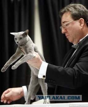 Iams Cat Championship в Нью- Йорке