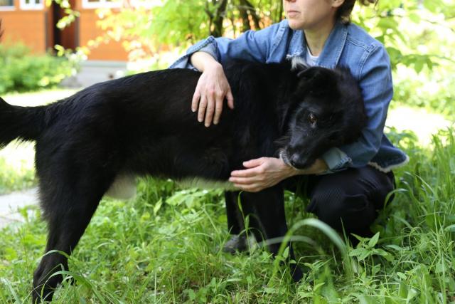 Живность из сети