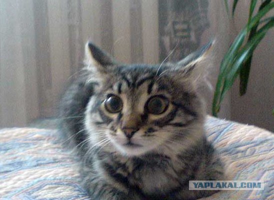 Котовторник  07.06.11