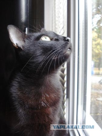 Котовторник! 11.10.11
