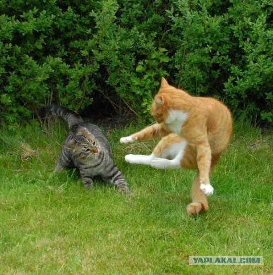 Котовторник!