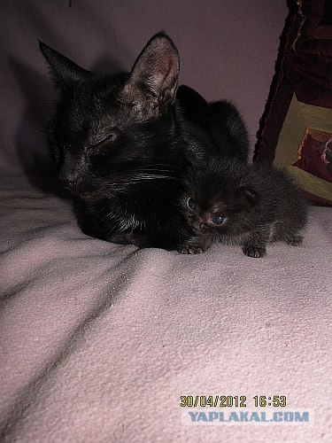 Котовторник 8 мая 2012