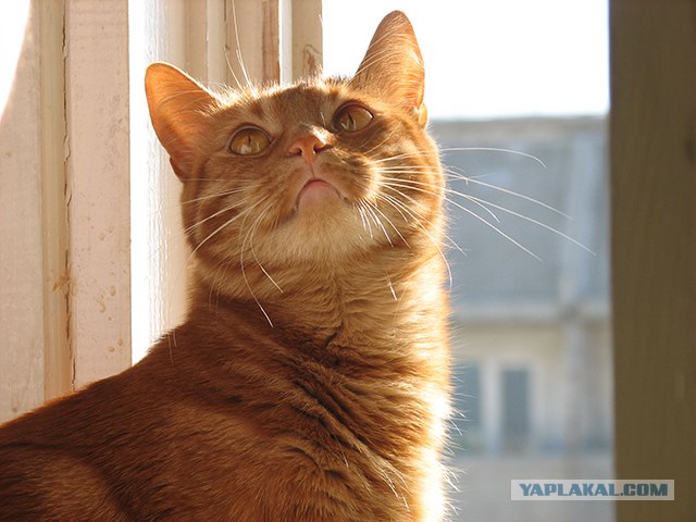 Котовторник 29.05.2012