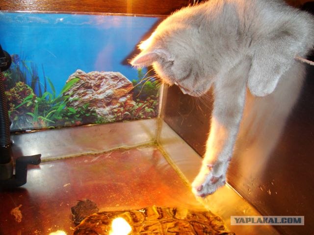 Котовторник  28.08.12