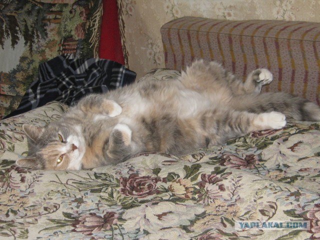 Толстые кошки – лучшие фотомодели на свете!