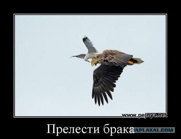 Почему у баб все мужики козлы?