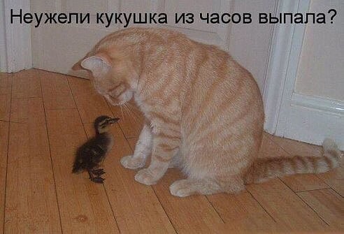 20 очень веселых фотографий котов с забавными комментариями их владельцев