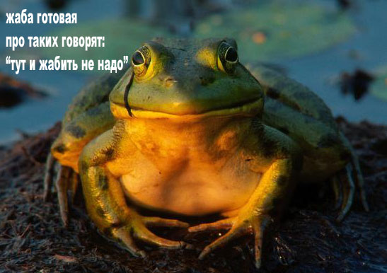 Жабы на ЯПлакалъ