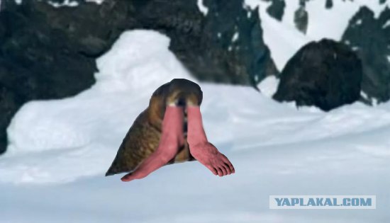 Жабим моржэ!1