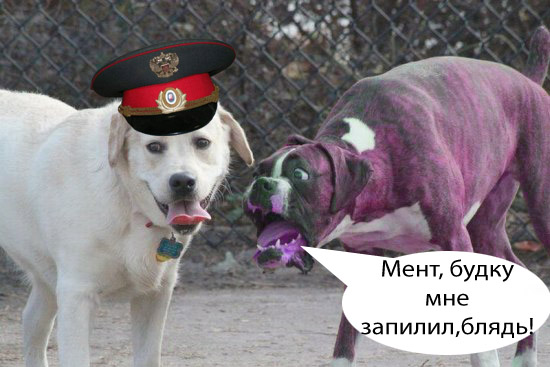 Фотожаба: Две собаки