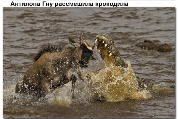 Картинки из рабочего чата 09.12.20