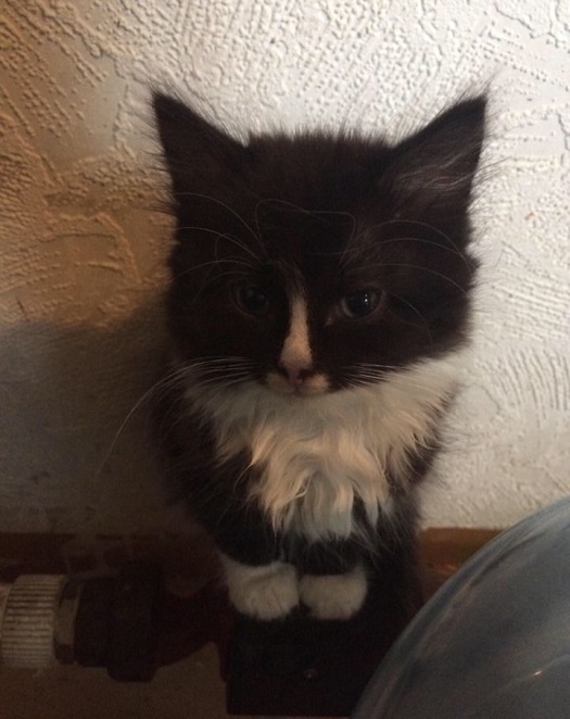 Котовторник. Добавляйте своих