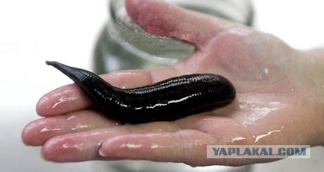 Кто это приплыл на пляж?