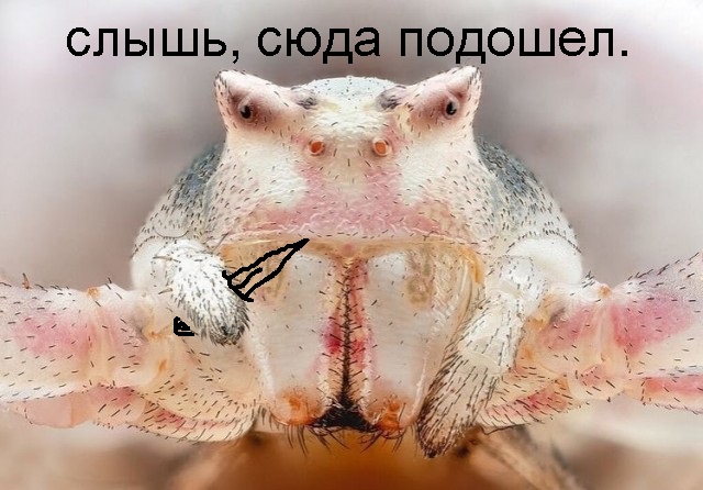 Самые симпатичные виды пауков