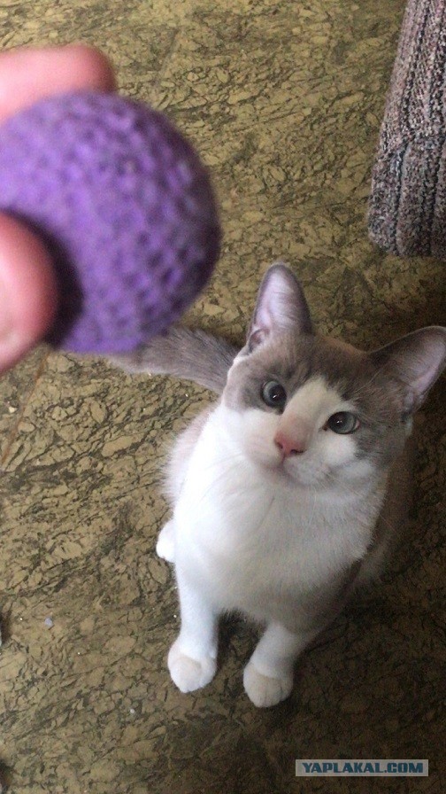 Без кота жизнь не та