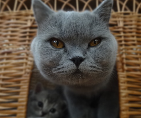 Опаснейшее животное