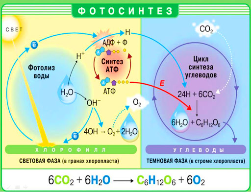 Проросшие плоды