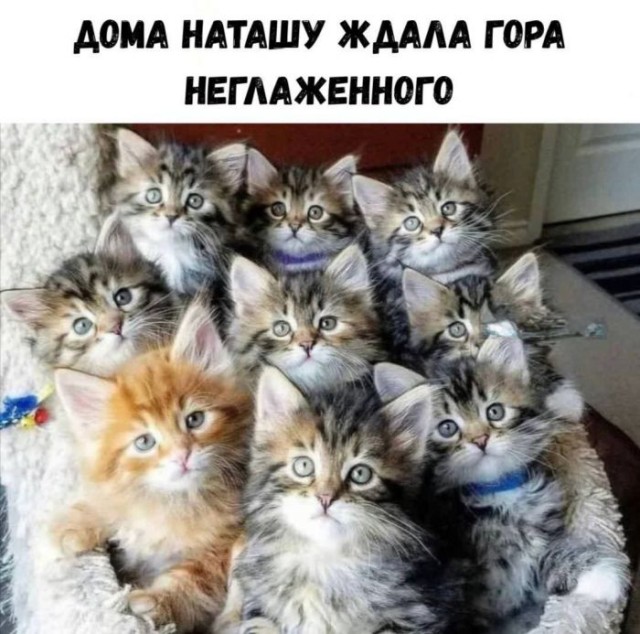 К котовторнику: подборка картинок-баянов с котиками и про котиков. Выпуск 19.