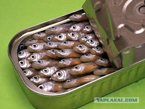 Рыбалка на "платнике".