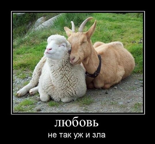 19-летний афганец предстанет перед судом Франции по подозрению в изнасиловании коз и овец