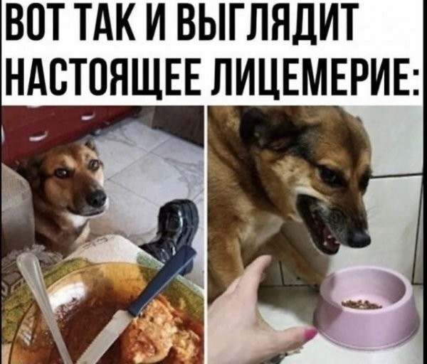 Чайка решила украсть еду не у того человека