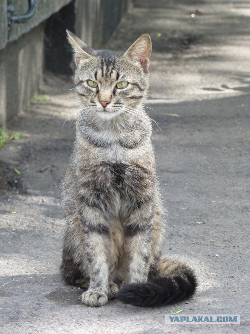 Котовторник 20.08.2013