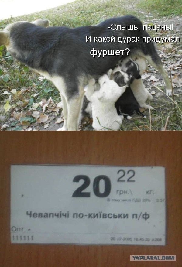Фуршет на плотине