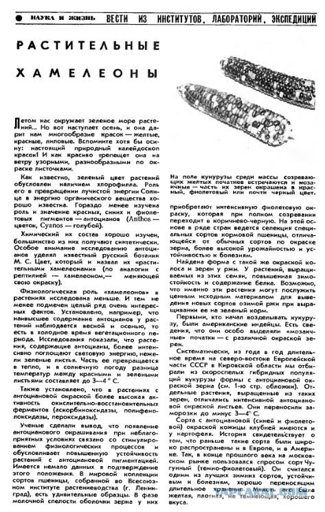 Веселая кукуруза