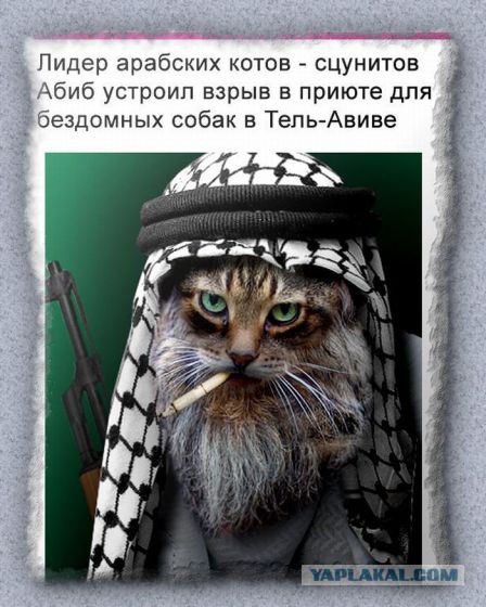Коту не дали порешать вопросы...