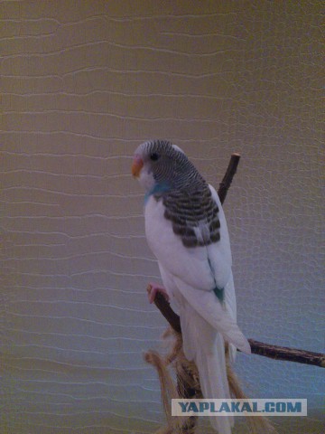 Как я попуганов размножала