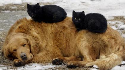 Коты и собаки