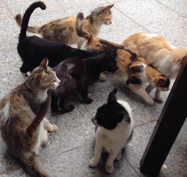Котовторник 20.05.2014